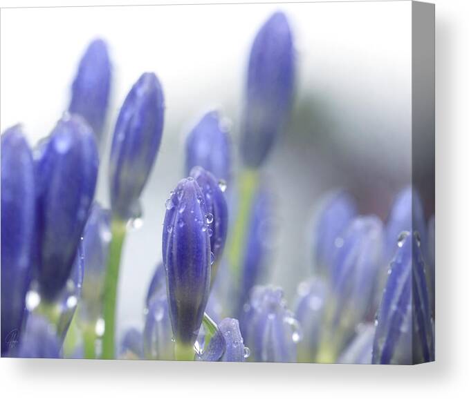 Flowers Canvas Print featuring the digital art Blue Buds by Margaret Hormann Bfa