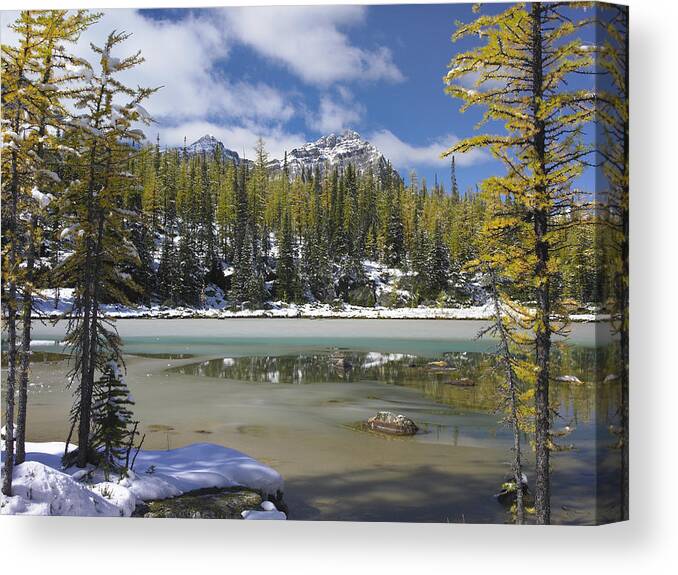 00176091 Canvas Print featuring the photograph Boreal Forest In Light Snow Opabin by Tim Fitzharris