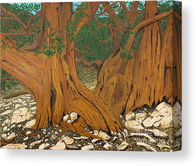 Bristlecone Pine Canvas Print featuring the painting Bristlecone pine by L J Oakes