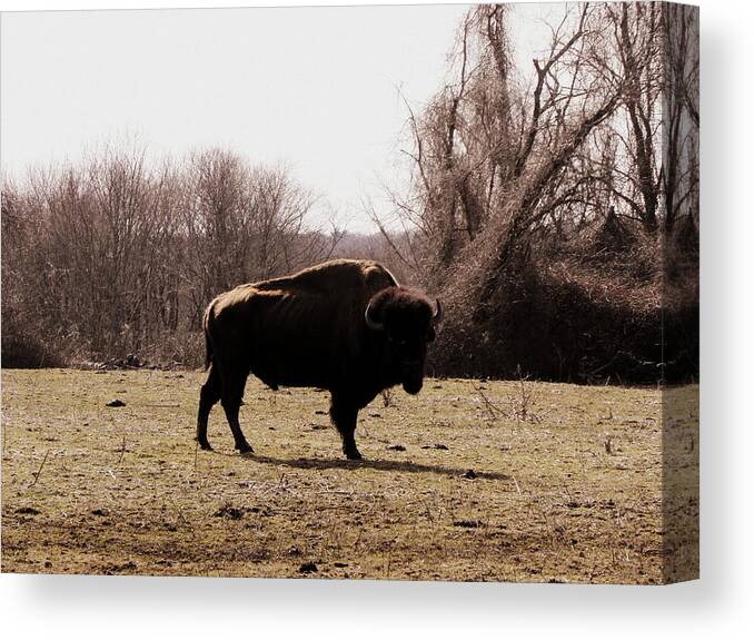 Bull Canvas Print featuring the photograph Bull by Kim Galluzzo