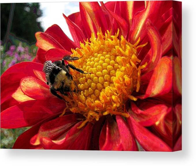 Nature Canvas Print featuring the photograph Bumblebee Dahlia by Lora Fisher