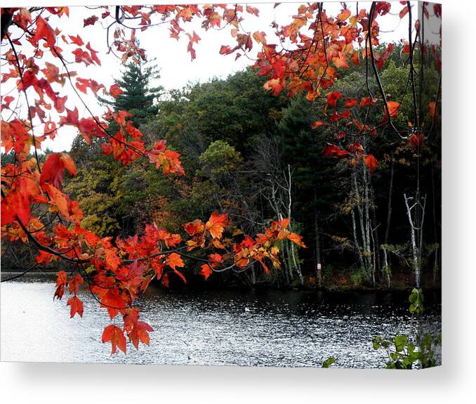 Fall Canvas Print featuring the photograph Burst Of Fall by Kim Galluzzo