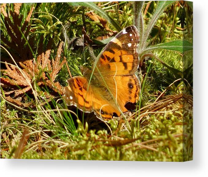 Butterfly Canvas Print featuring the photograph Butterfly in the Forest by Azthet Photography
