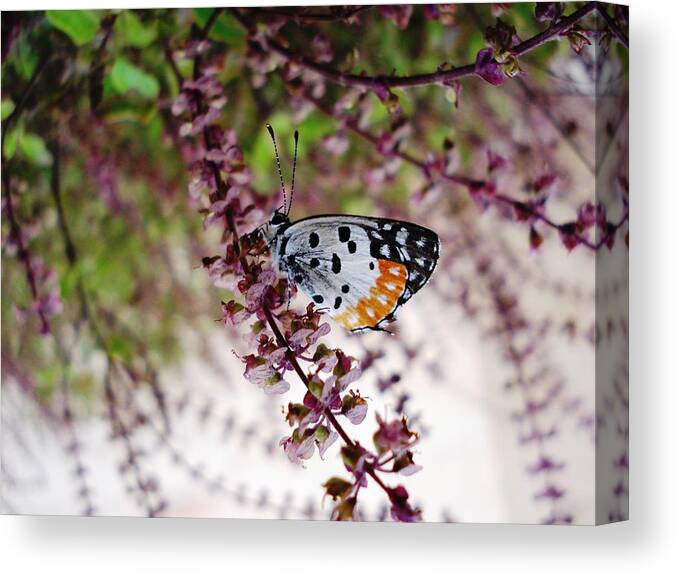 Butterfly Insects Nature Plants Flora Flowers Canvas Print featuring the photograph Butterfly by Sumit Mehndiratta