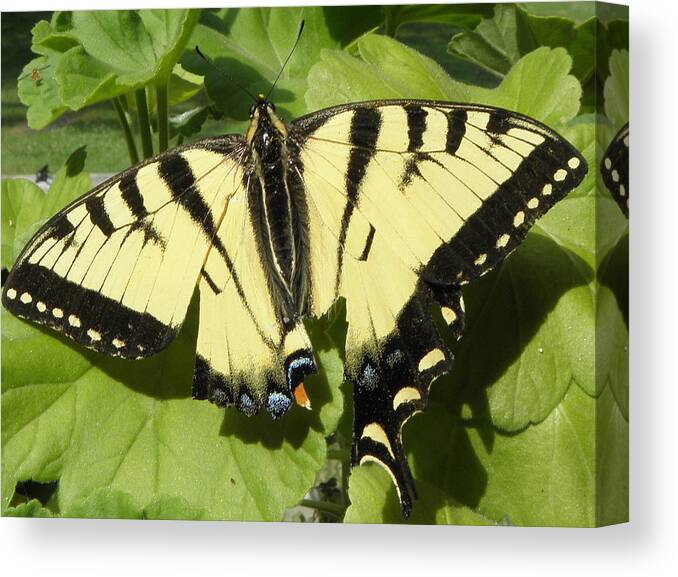 Butterfly Canvas Print featuring the photograph Butterfly that got away by Kim Galluzzo