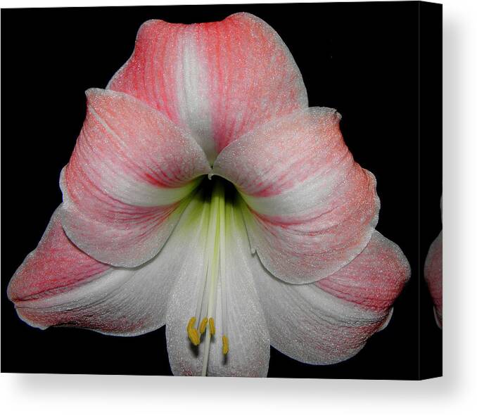 Pink Canvas Print featuring the photograph Candy Cane Striped by Kim Galluzzo