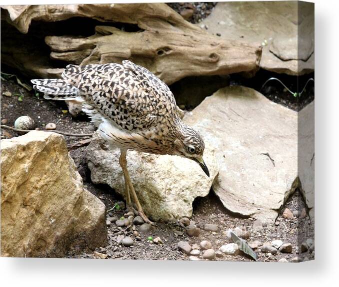 Nature Canvas Print featuring the photograph Cape Thick Knee by Jack R Brock
