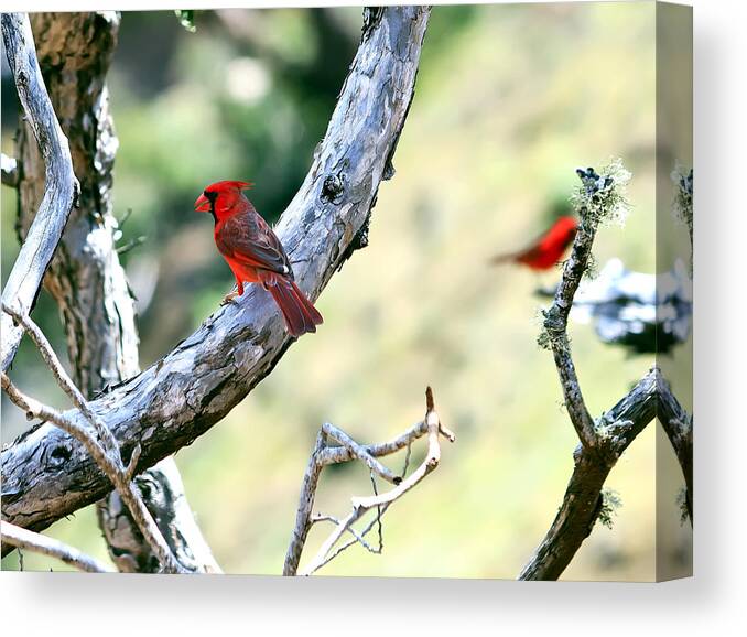 Animal Canvas Print featuring the photograph Cardinals in Kauai by Artistic Photos