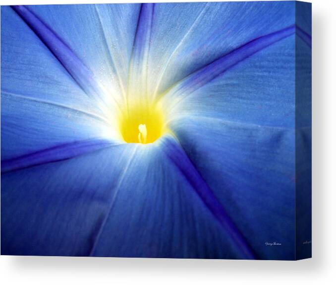 Blue Canvas Print featuring the photograph Centerpiece Blue Morning Glory by George Bostian