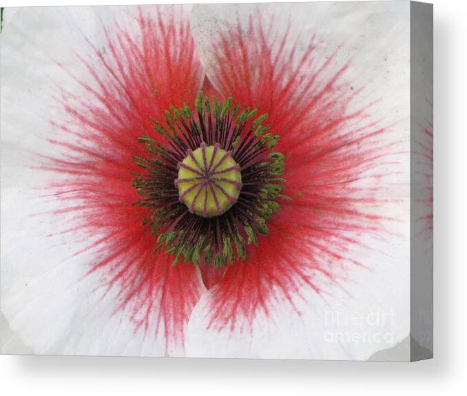 Poppy Canvas Print featuring the photograph Charisma by Michele Penner