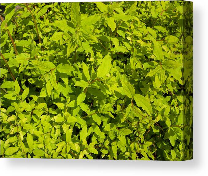 Light Green Canvas Print featuring the photograph Clusters Of Leaves by Kim Galluzzo Wozniak