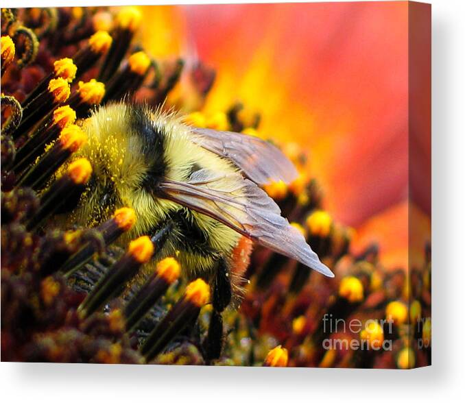 Bee Canvas Print featuring the photograph Collecting Pollen by Vivian Christopher