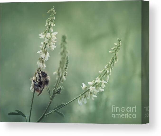 Sweet Clover Canvas Print featuring the photograph Collecting The Summer by Priska Wettstein