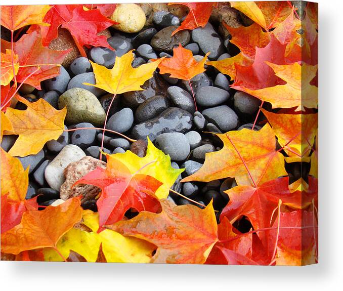 Autumn Canvas Print featuring the photograph Colorful Autumn Leaves prints Rocks by Patti Baslee