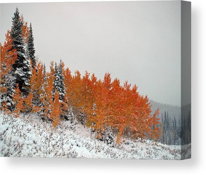 Tree Canvas Print featuring the photograph Colors Of Winter by DeeLon Merritt