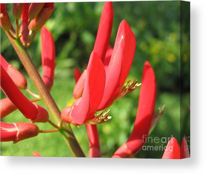 Tree Canvas Print featuring the painting Coral Bean tree by Mark Robbins