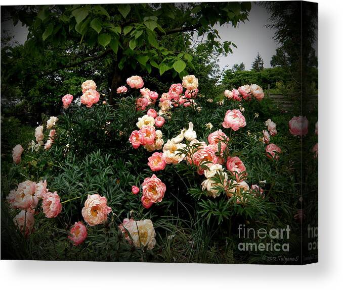 Nature Canvas Print featuring the photograph Coral Peony by Tatyana Searcy