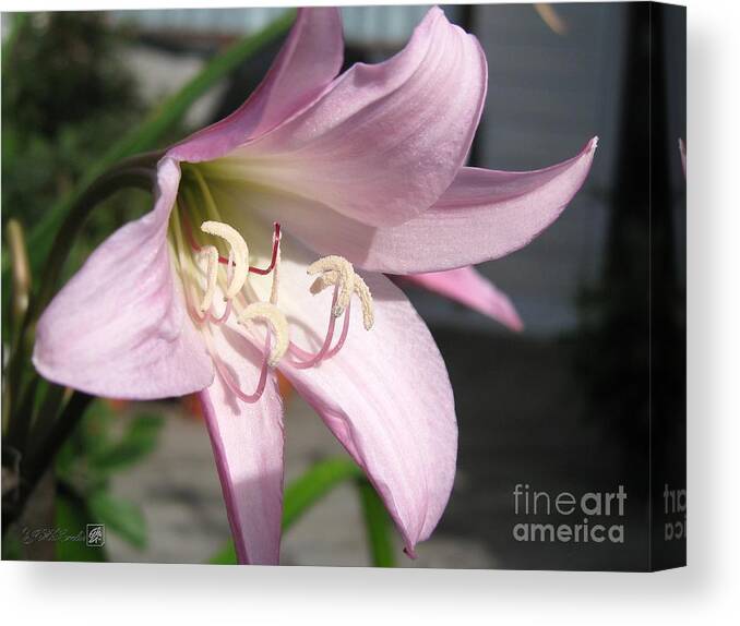 Crinum Lily Canvas Print featuring the photograph Crinum Lily named Powellii by J McCombie