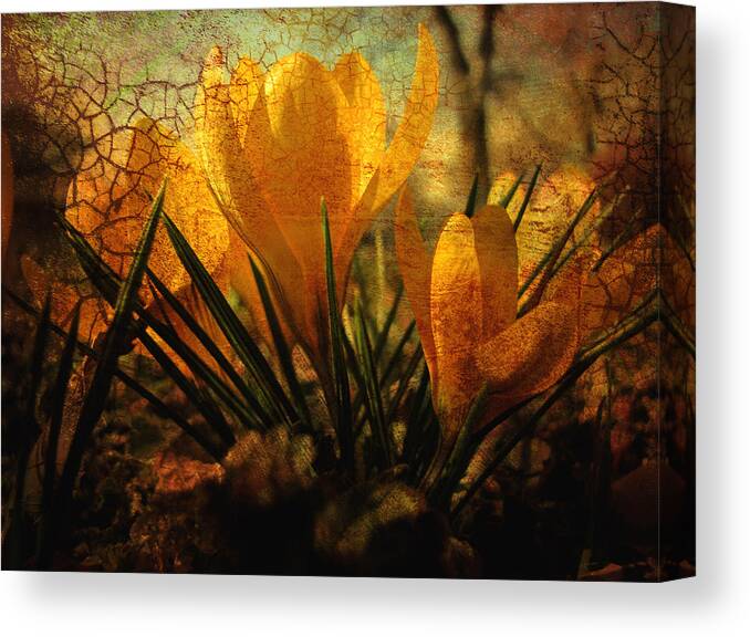 Flower Canvas Print featuring the photograph Crocus in Spring Bloom by Ann Powell