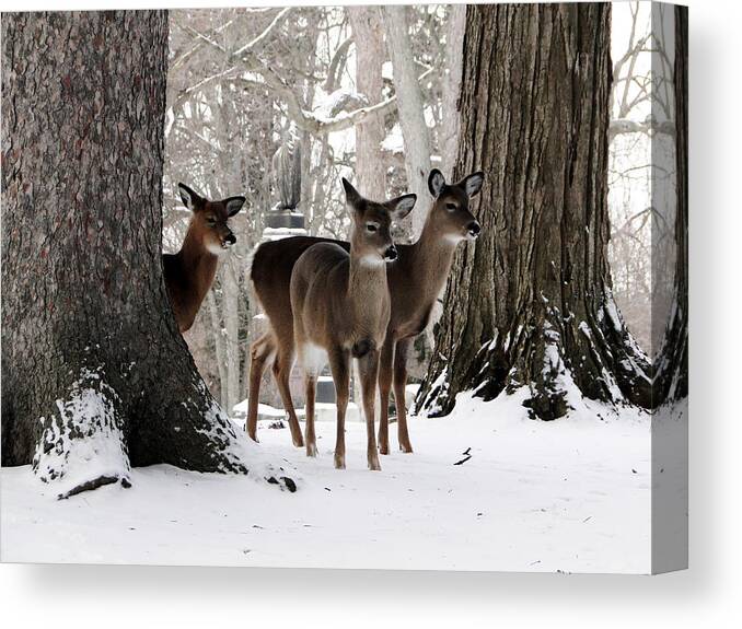 Winter Canvas Print featuring the mixed media Curious Deer among the Monuments by Bruce Ritchie