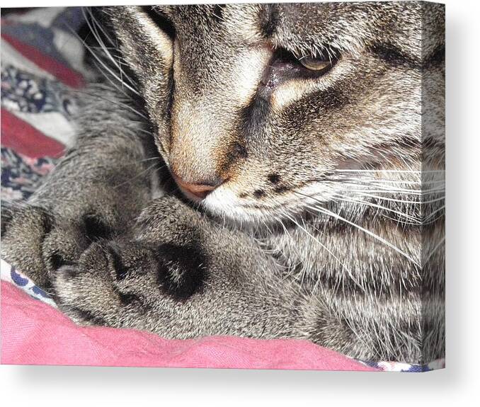 Cat Canvas Print featuring the photograph Deep In Thought by Kim Galluzzo