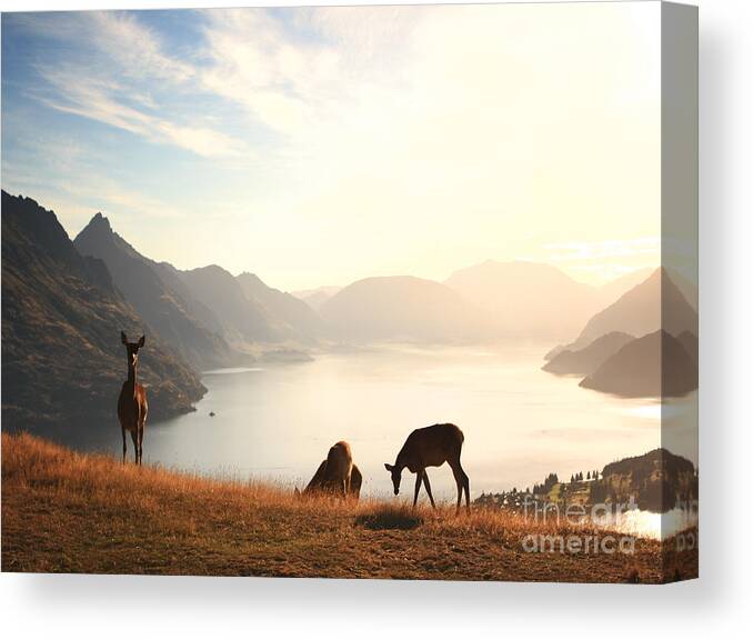 Deer Canvas Print featuring the photograph Deer at sunset by Pixel Chimp