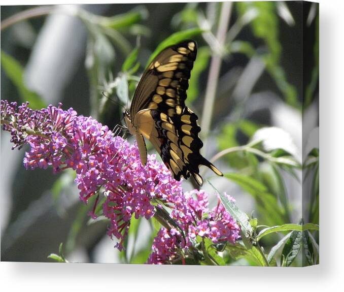 Butterfly Canvas Print featuring the photograph Delish by Kim Galluzzo