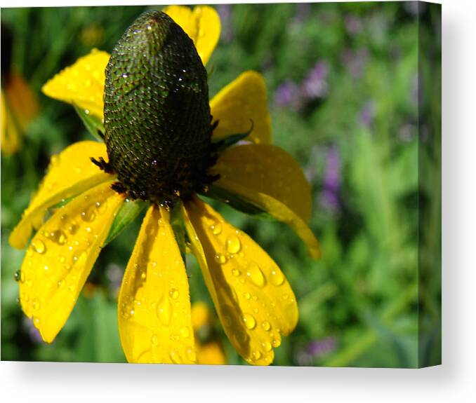 Flower Canvas Print featuring the photograph Dew on Golden Fields by Stacy Michelle Smith