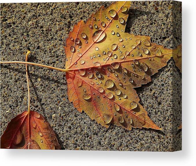 Cold Canvas Print featuring the photograph Dew on the Maple Leaf by Christina A Pacillo