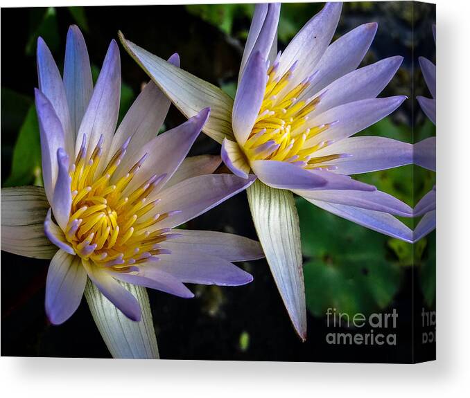Waterlily Canvas Print featuring the photograph Double Trouble by Stacy Michelle Smith