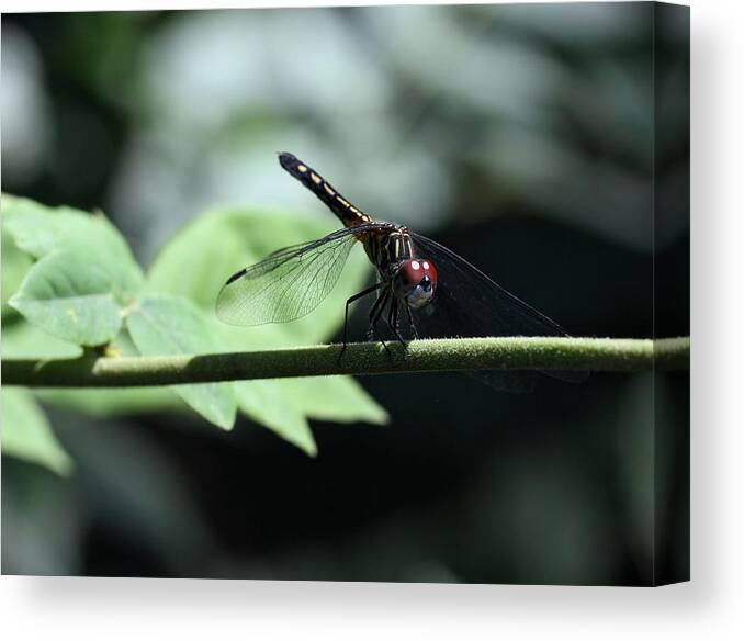 Dragonfly Canvas Print featuring the photograph Dragonfly by Katherine White