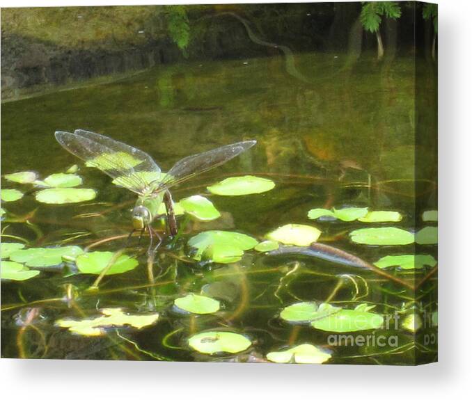 Dragonfly Canvas Print featuring the photograph Dragonfly by Laurianna Taylor