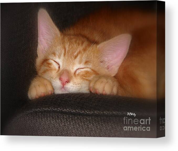 Cat Canvas Print featuring the photograph Dreaming Kitten by Patrick Witz