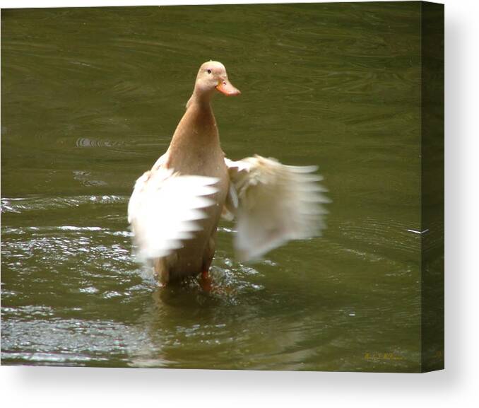 Duck Canvas Prints Canvas Print featuring the photograph Duck Flapper by Wendy McKennon