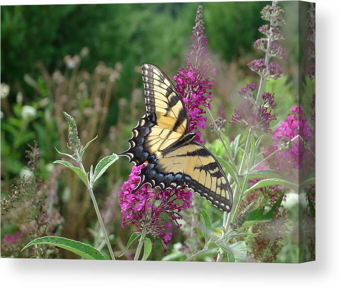 Eastern Tiger Swallowtail Canvas Print featuring the photograph Eastern Tiger Swallowtail by Richard Reeve