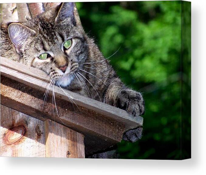 Cat Canvas Print featuring the photograph Echoe 2 posing by Kim Galluzzo
