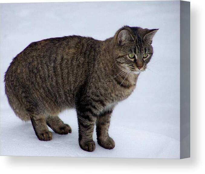 Cat Canvas Print featuring the photograph Echoe on the snow by Kim Galluzzo