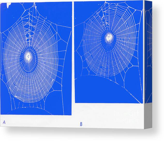 Arachnid Canvas Print featuring the photograph Effect Of Psilocybin by Omikron