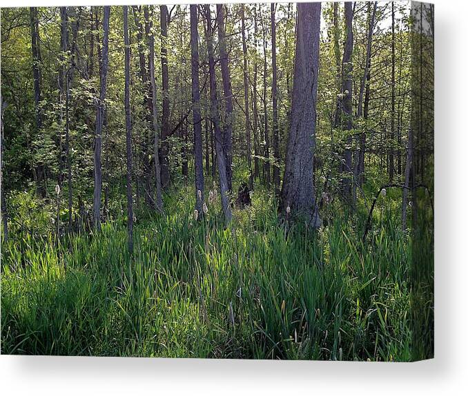 Cattails Canvas Print featuring the photograph Entry by Joseph Yarbrough