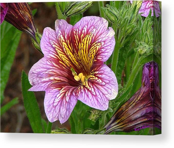 Flower Canvas Prints Canvas Print featuring the photograph Exploding Beauty by Wendy McKennon