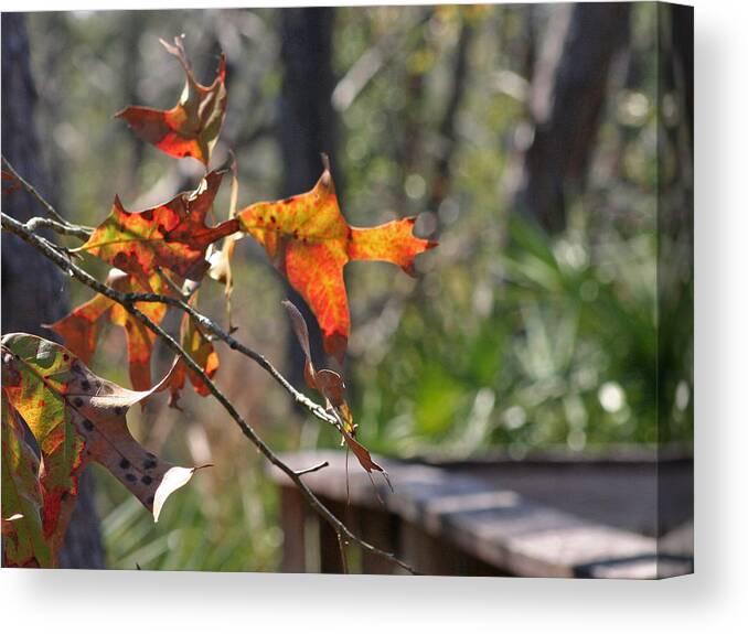 Fall Canvas Print featuring the photograph Fall by Lou Belcher