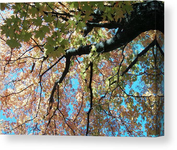 Trees Turning Fall Colors Canvas Print featuring the photograph Falls Coming by Karen Capehart