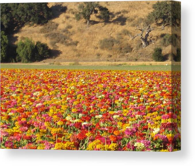 Solvang Canvas Print featuring the photograph Field of Flowers Solvang California by John Shiron