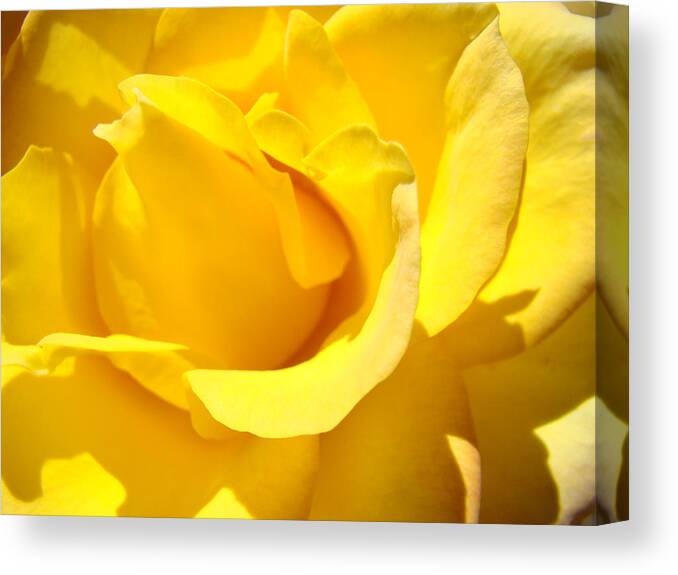 Rose Canvas Print featuring the photograph Fine Art Prints Yellow Rose Flower by Patti Baslee