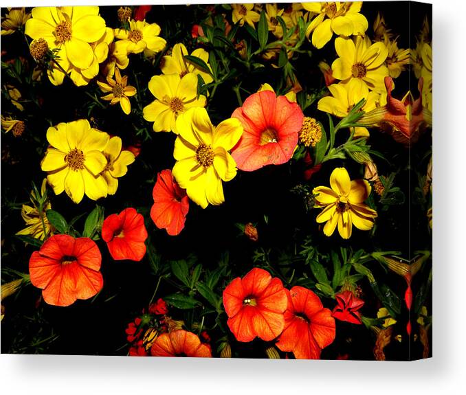 Flowers Canvas Print featuring the photograph Fire Colors by Kim Galluzzo