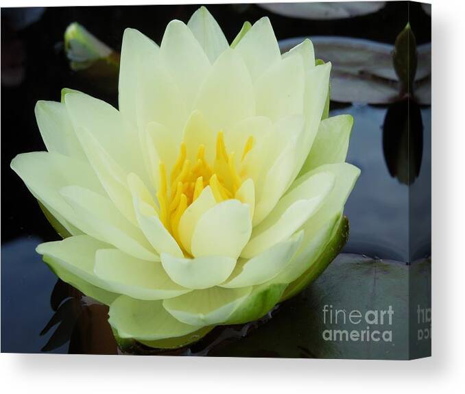 Flower Canvas Print featuring the photograph Floating Flower by Chad and Stacey Hall