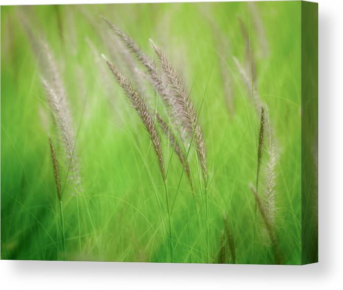 Grass Canvas Print featuring the photograph Flowing Reeds by Laurent Lucuix