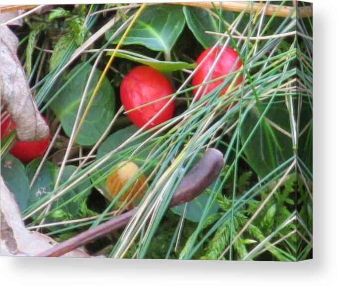 Nature Canvas Print featuring the photograph Forest Floor by Loretta Pokorny