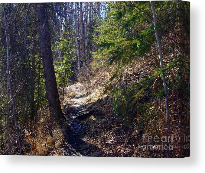 Forest Canvas Print featuring the photograph Forest Path by Jim Sauchyn