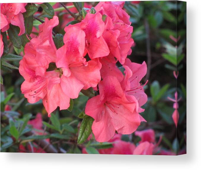 Flowers Canvas Print featuring the photograph Fort Worth Botanical Gardens Springtime by Shawn Hughes